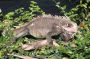 VI05 - 168 * Iguana with Christmas lights, Charlotte Amalie, St. Thomas, USVI.